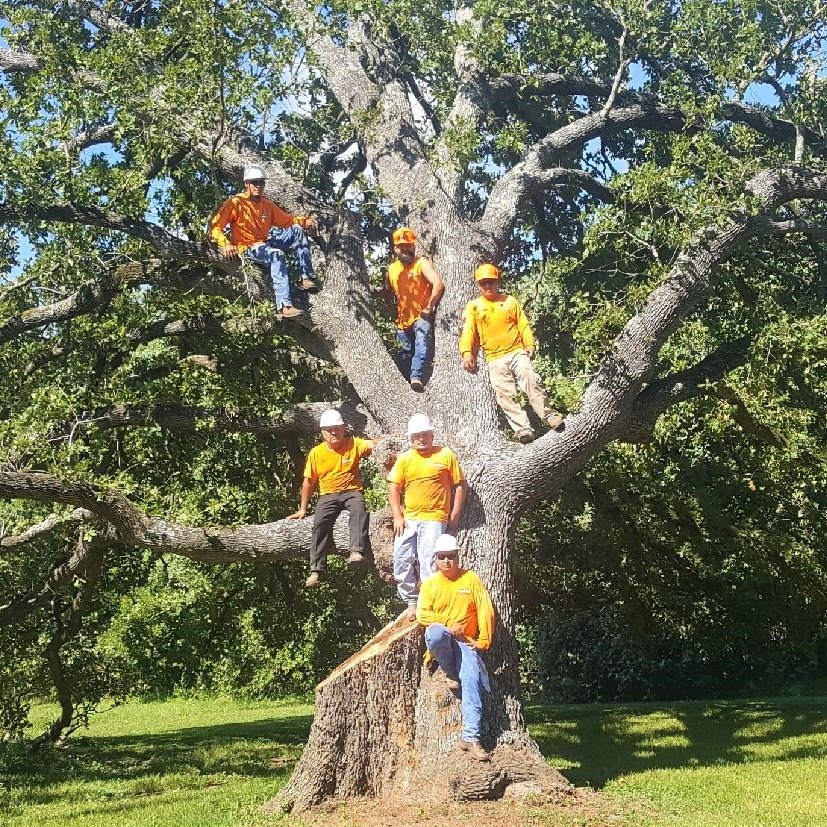 Hidden Valley Tree Service.